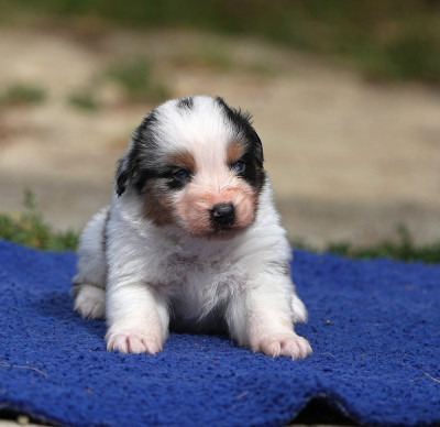 Les chiots de Berger Australien