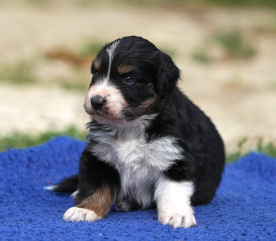 Les chiots de Berger Australien