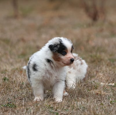 Les chiots de Berger Australien