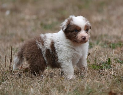 Les chiots de Berger Australien