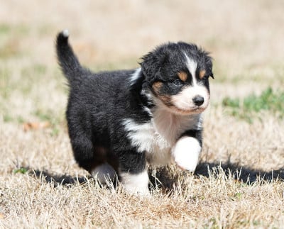 Les chiots de Berger Australien