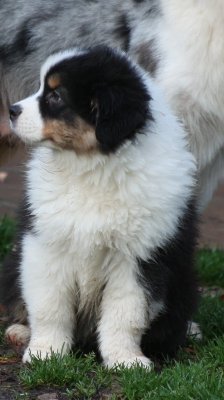 American Navajo du Domaine D'Arinella Bianca