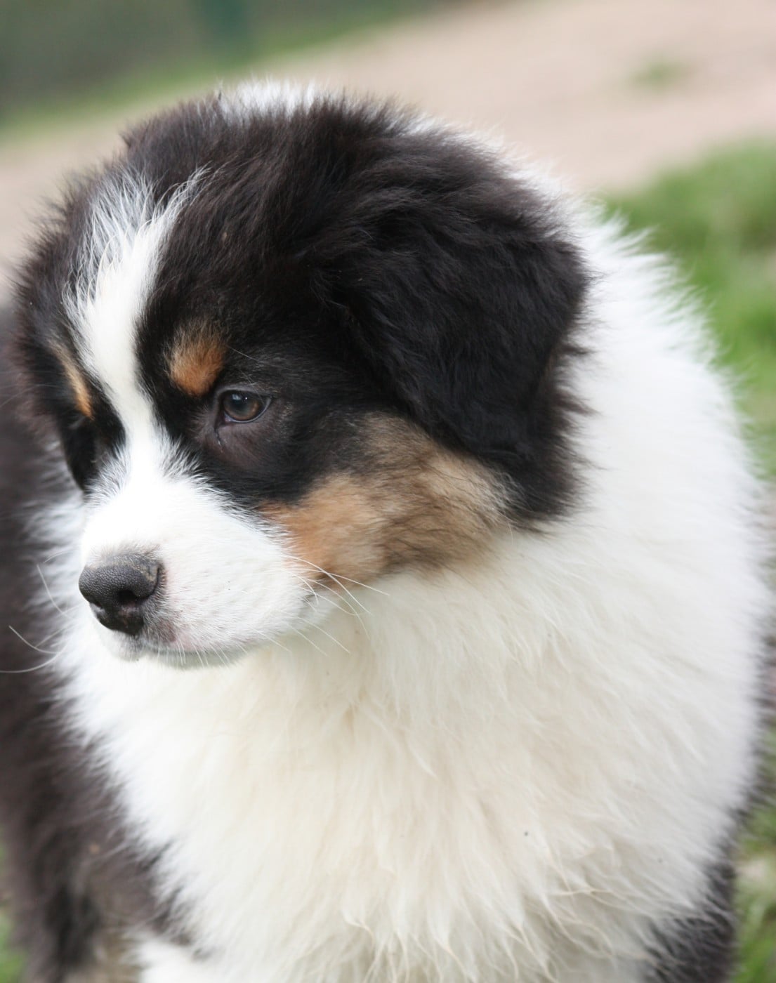 American Navajo du Domaine D'Arinella Bianca