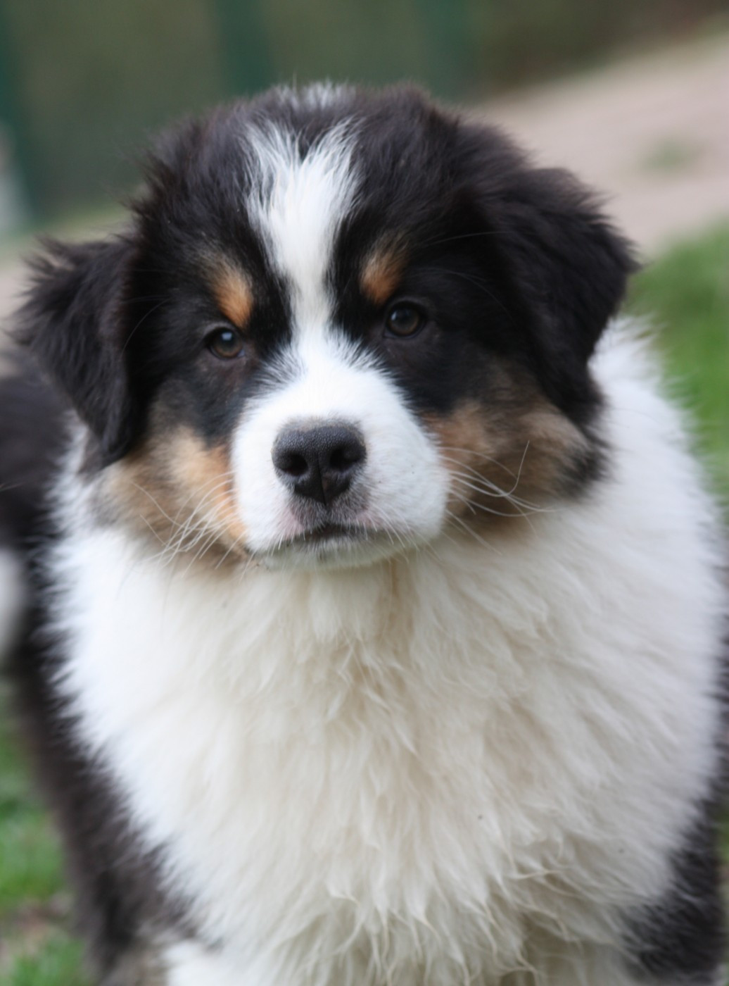 American Navajo du Domaine D'Arinella Bianca