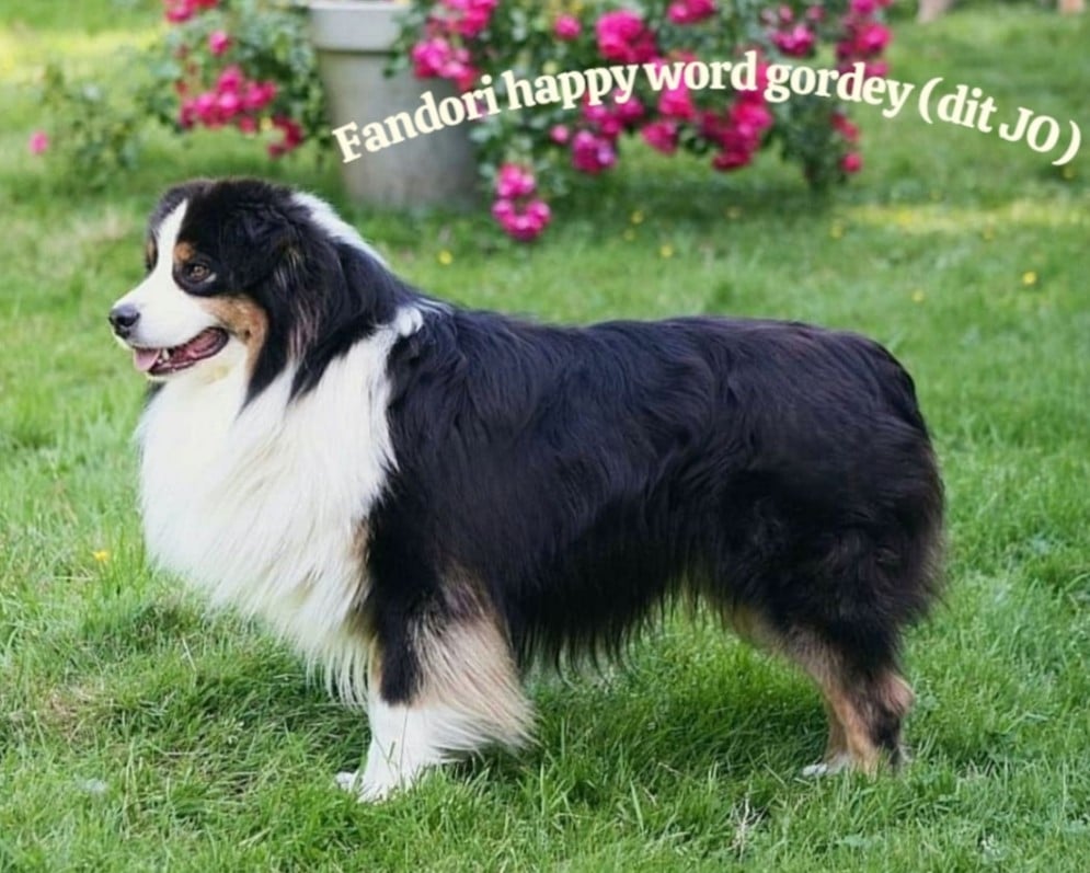 American Navajo du Domaine D'Arinella Bianca