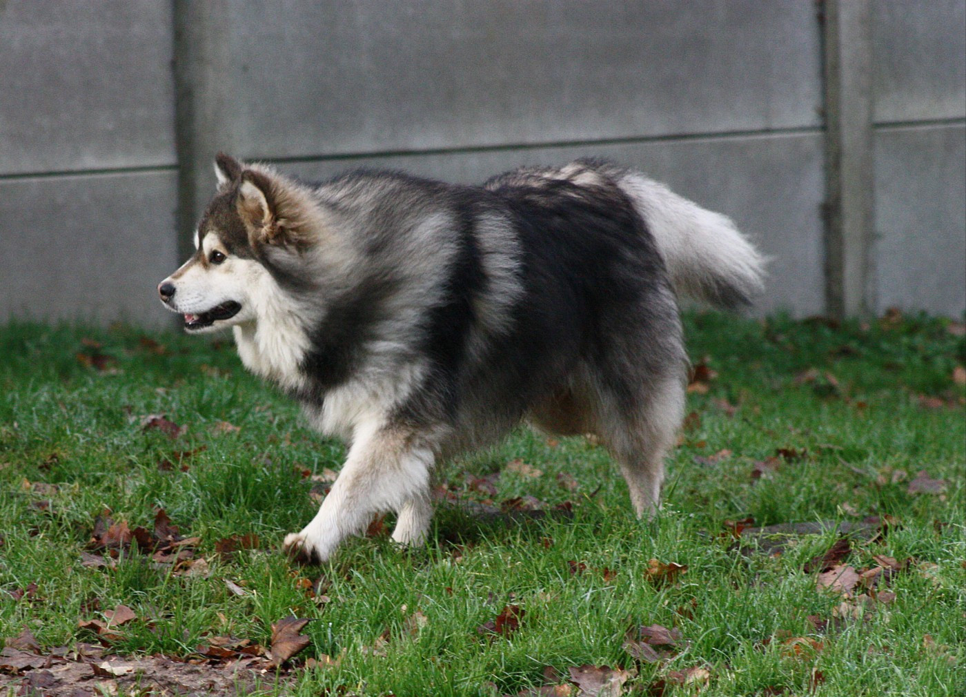 World Wildest Perfect Phoenix