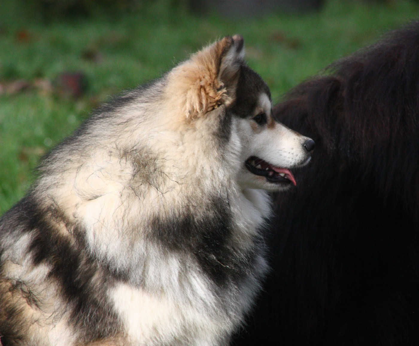 World Wildest Perfect Phoenix