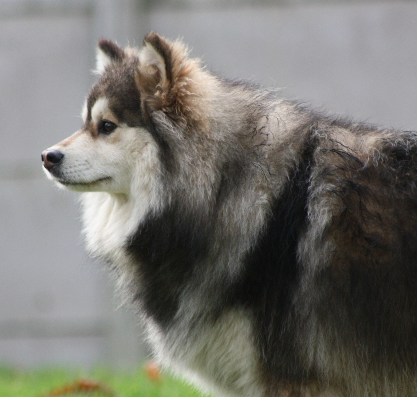 World Wildest Perfect Phoenix