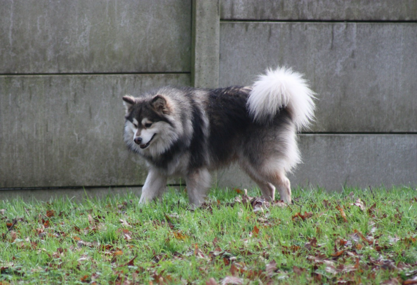 World Wildest Perfect Phoenix