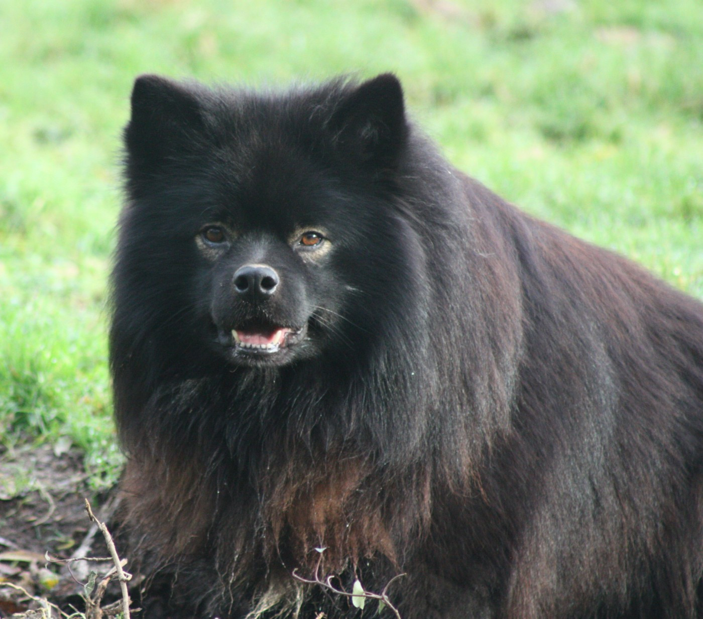Thriller seven du pays de l'aurore boréale
