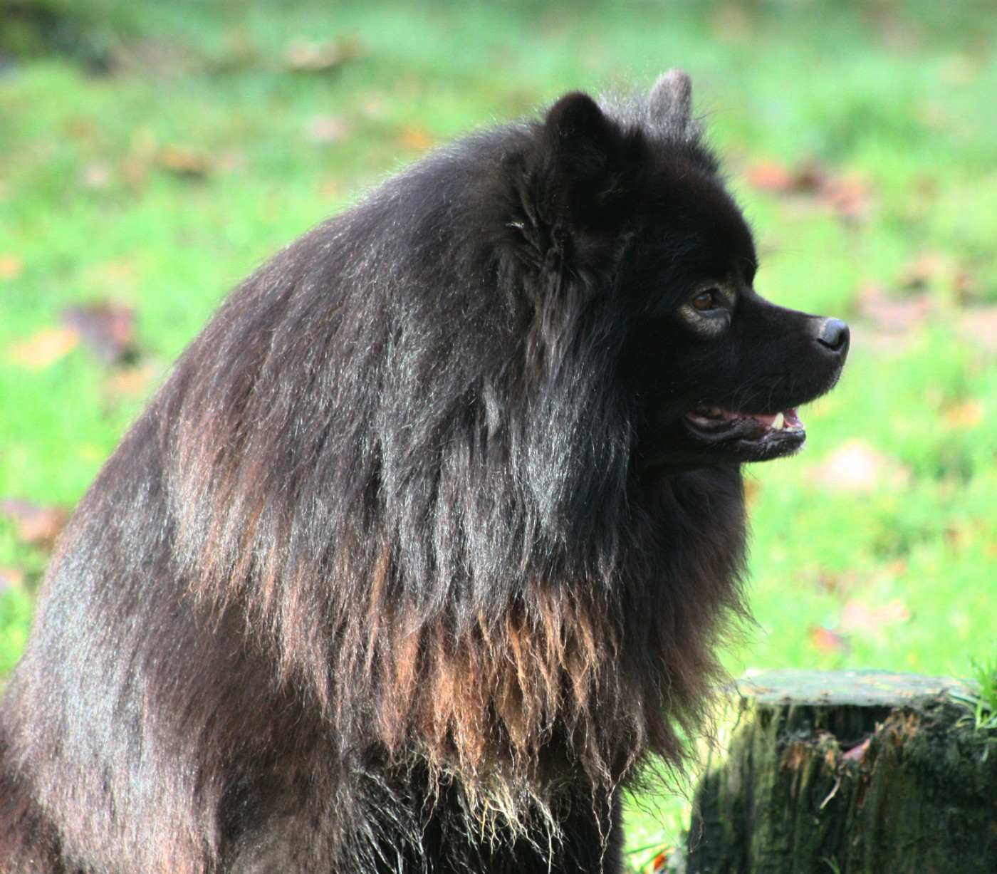 Thriller seven du pays de l'aurore boréale