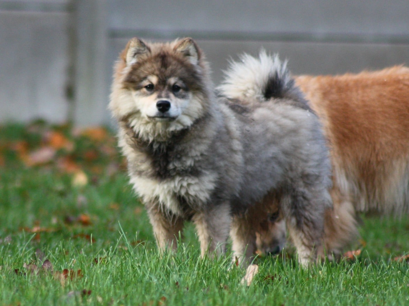 Avatar na'vi du Domaine D'Arinella Bianca