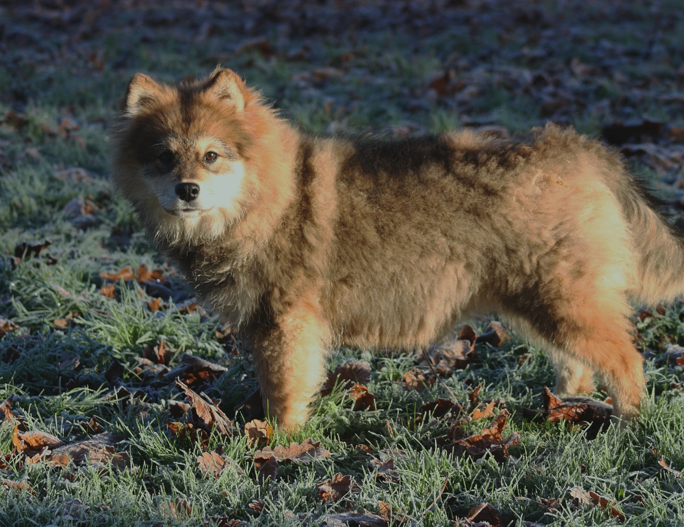 Avatar na'vi du Domaine D'Arinella Bianca