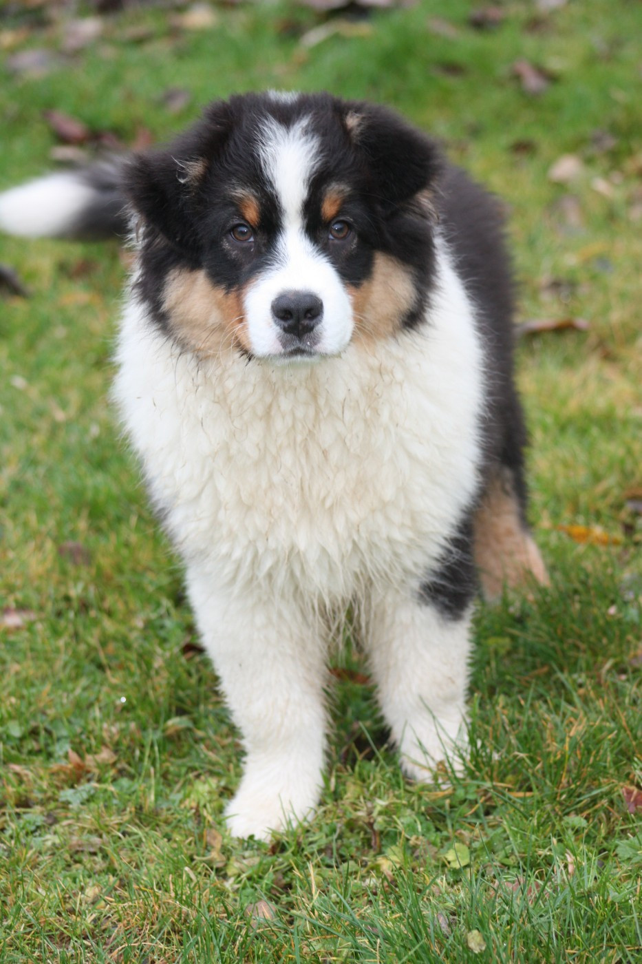 Publication : du Domaine D'Arinella Bianca Auteur : Laurence Legret