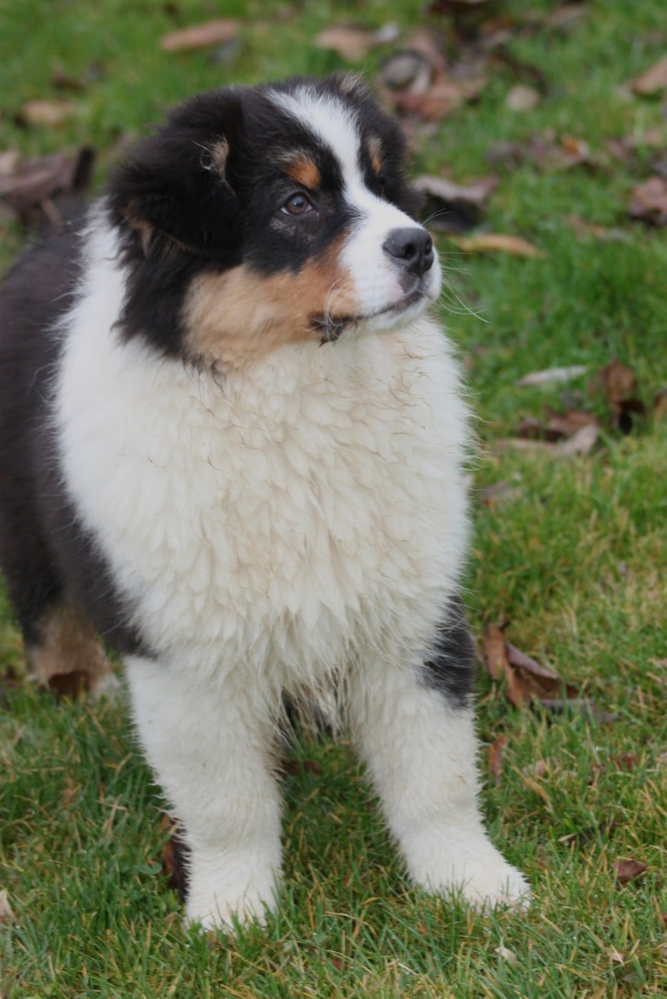 Publication : du Domaine D'Arinella Bianca Auteur : Laurence Legret