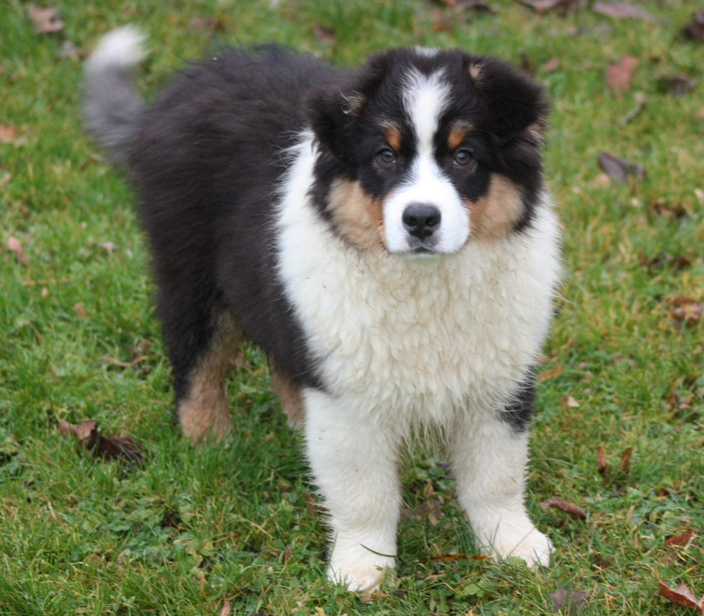 Publication : du Domaine D'Arinella Bianca Auteur : Laurence Legret