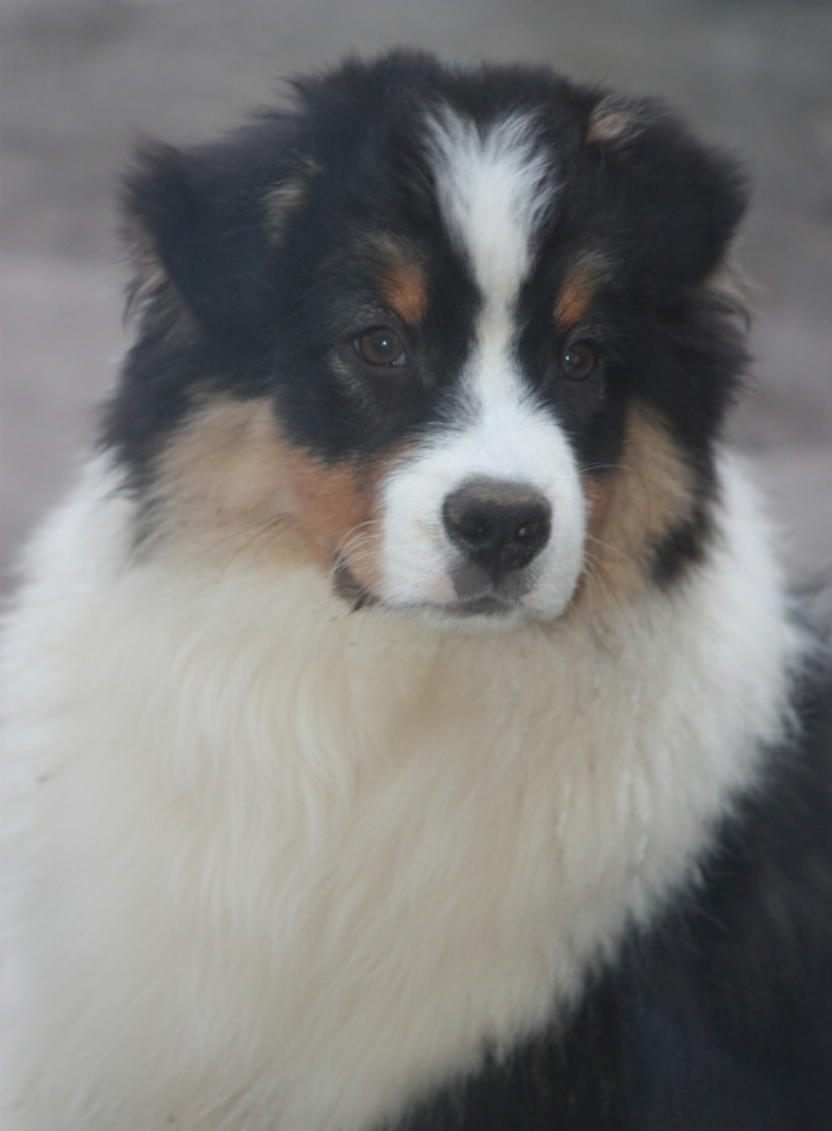 American Navajo du Domaine D'Arinella Bianca