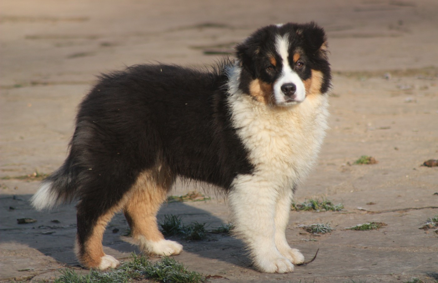 American Navajo du Domaine D'Arinella Bianca