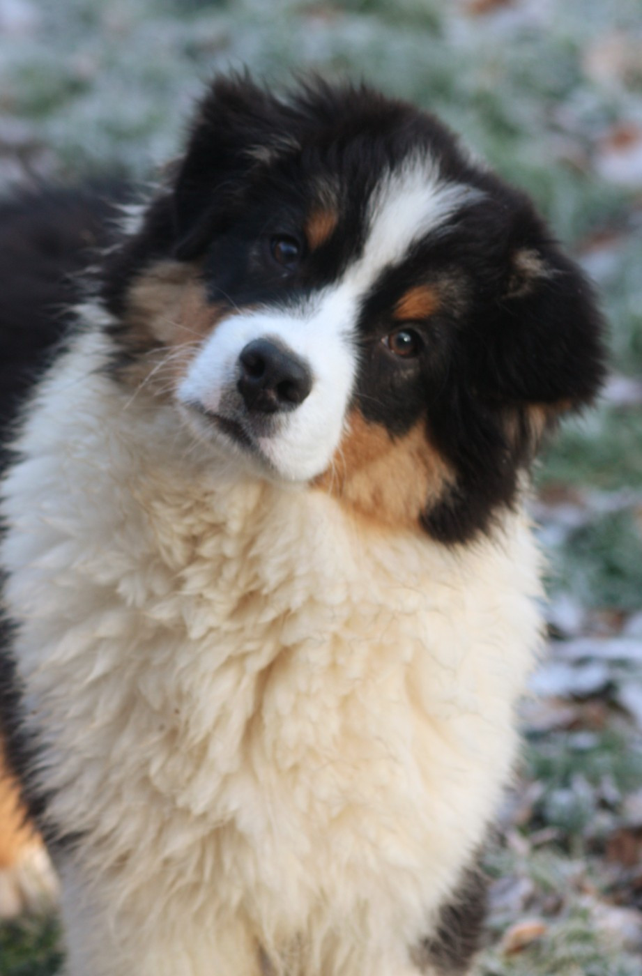 American Navajo du Domaine D'Arinella Bianca