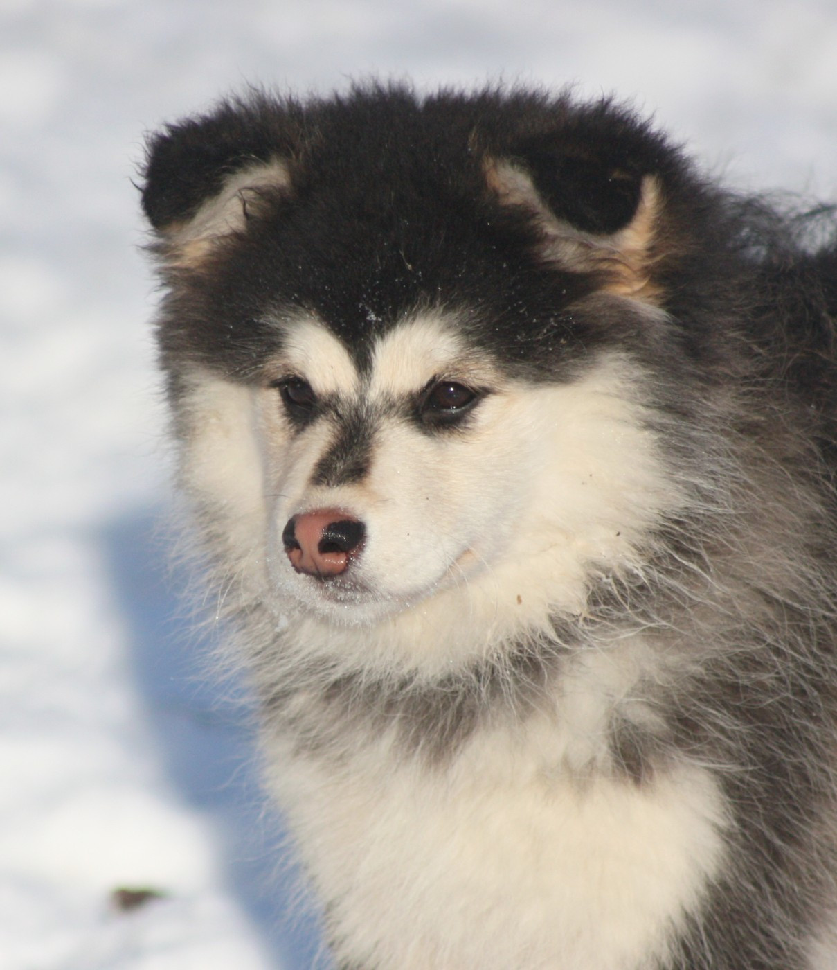 finda Elizabeth swan