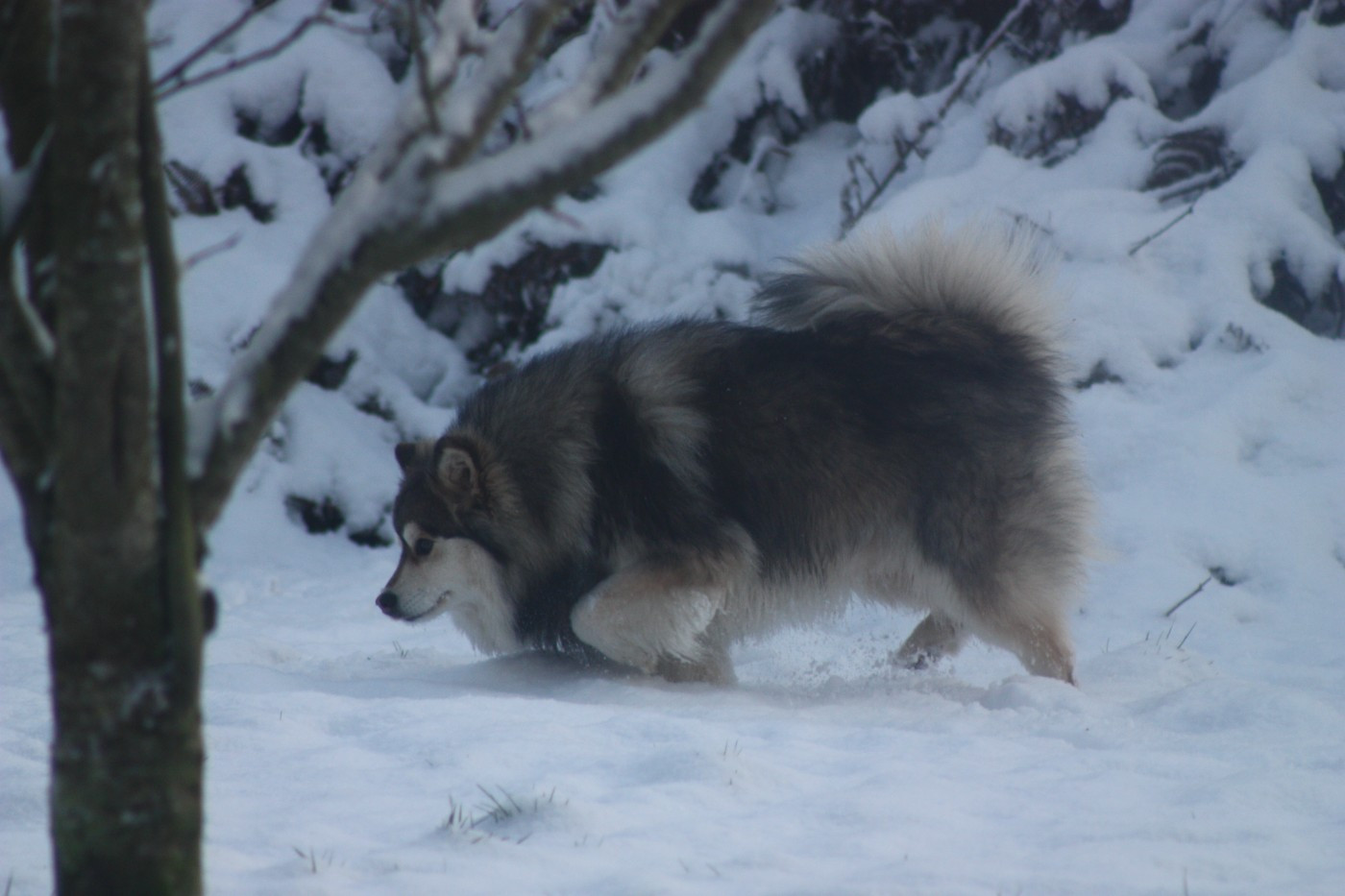 Publication : du Domaine D'Arinella Bianca Auteur : Laurence Legret