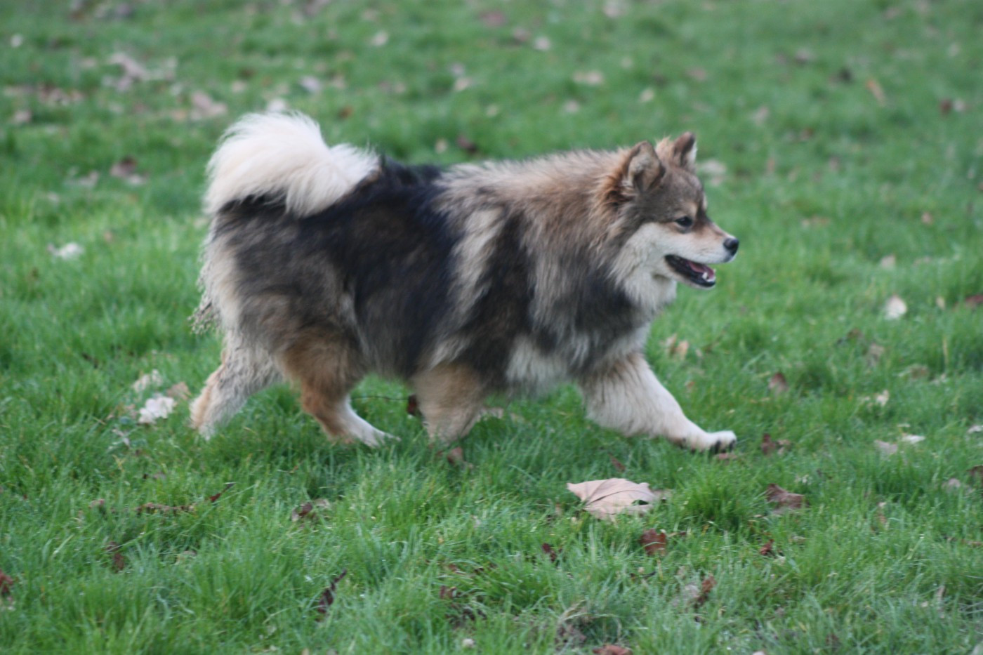 Avatar na'vi du Domaine D'Arinella Bianca