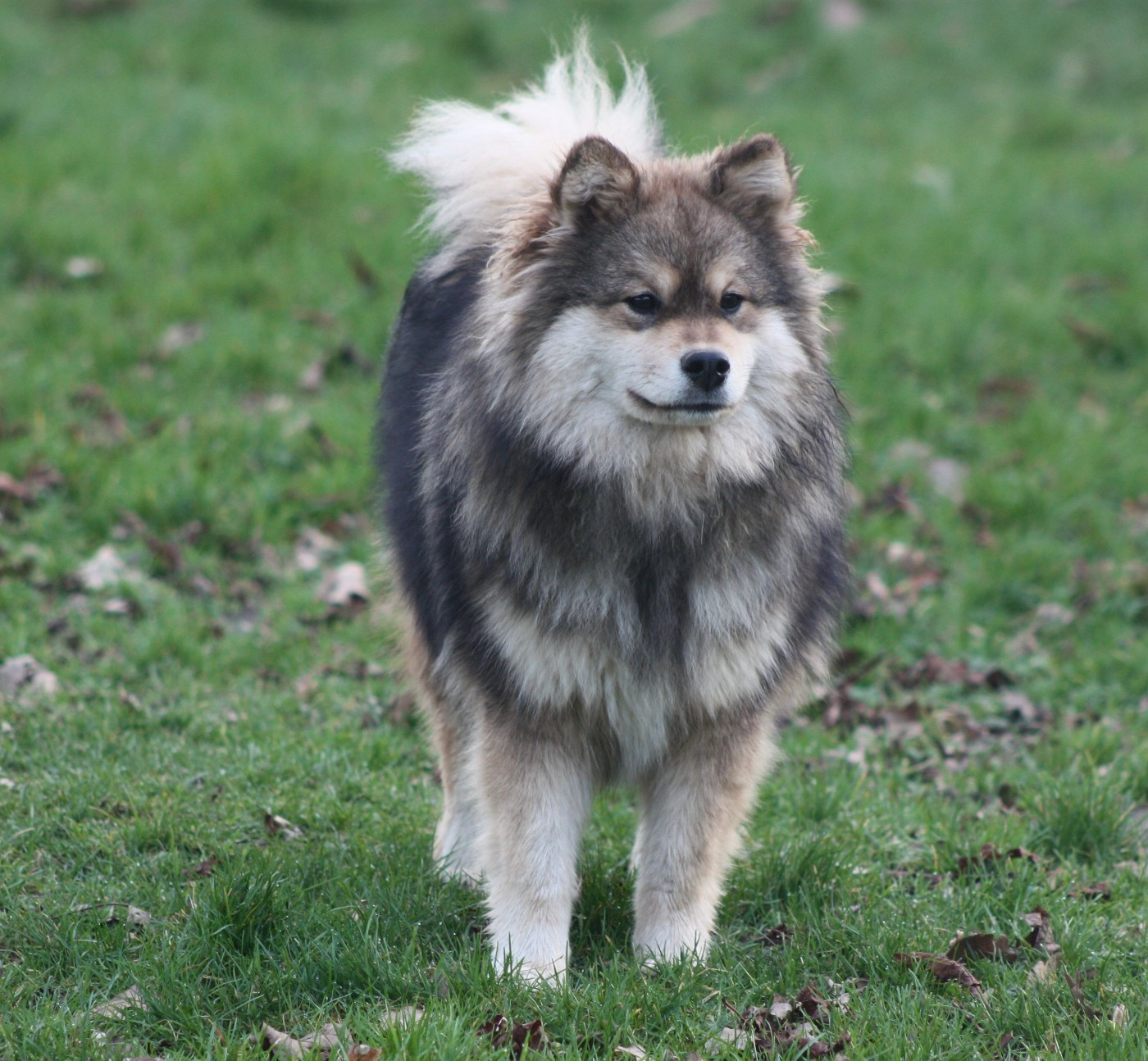 Avatar na'vi du Domaine D'Arinella Bianca