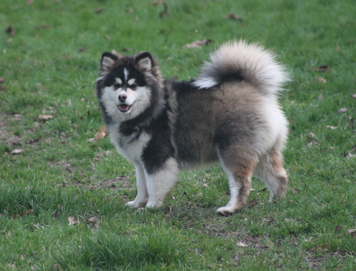 Publication : du Domaine D'Arinella Bianca Auteur : Laurence