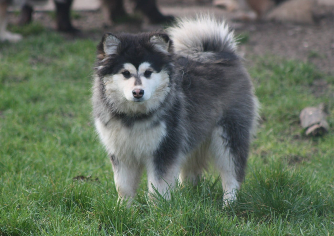 Publication : du Domaine D'Arinella Bianca