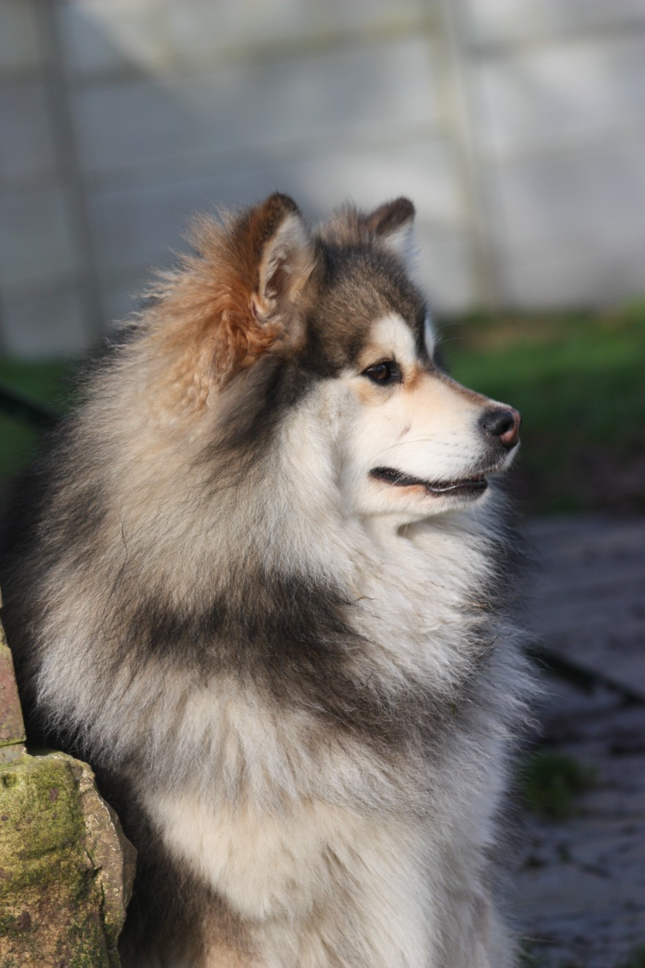 World Wildest Perfect Phoenix