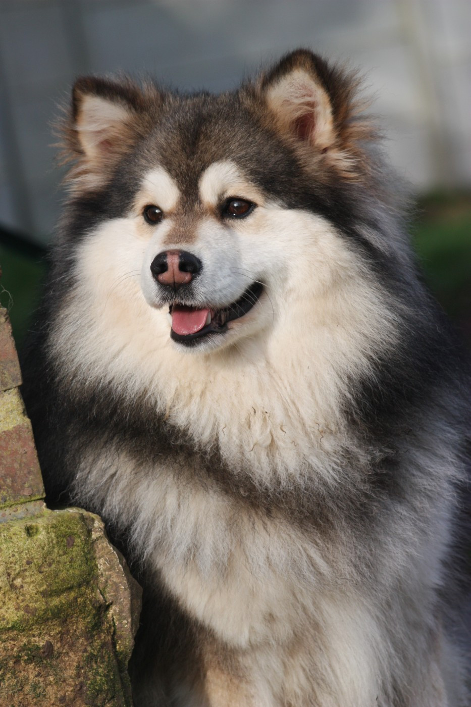 World Wildest Perfect Phoenix