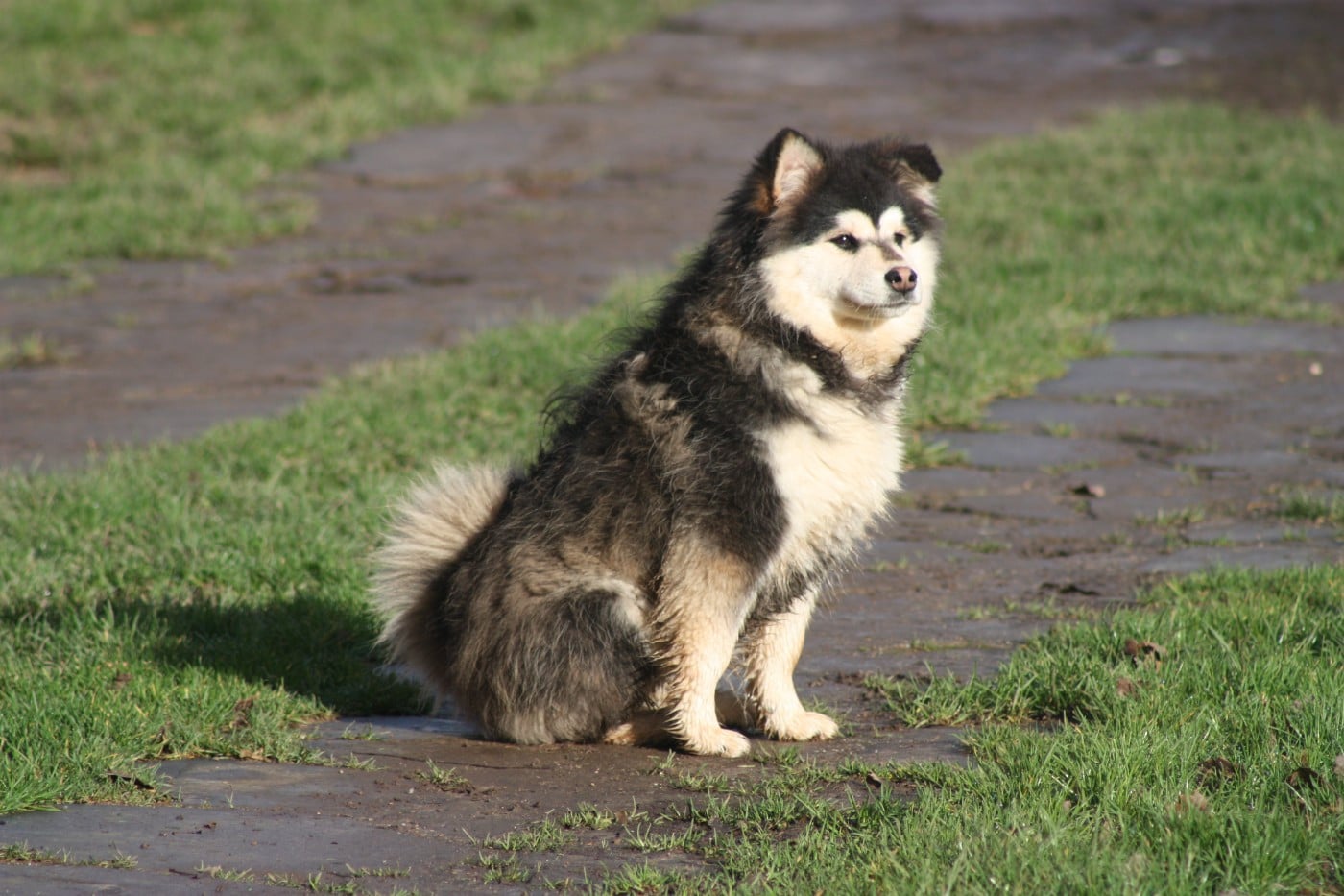 finda Elizabeth swan