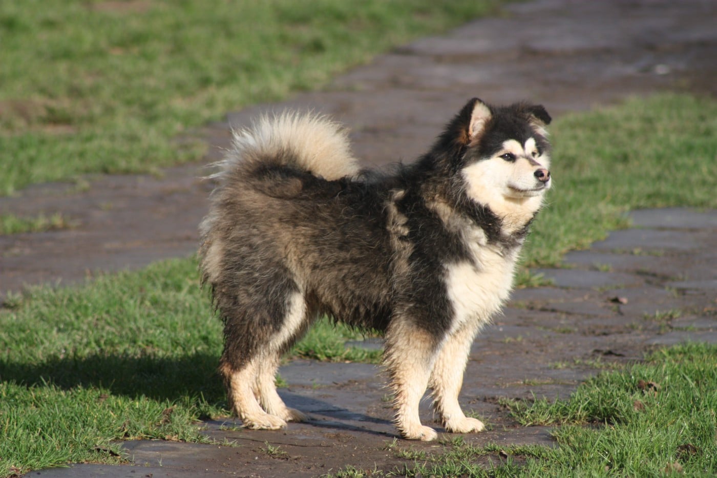 finda Elizabeth swan