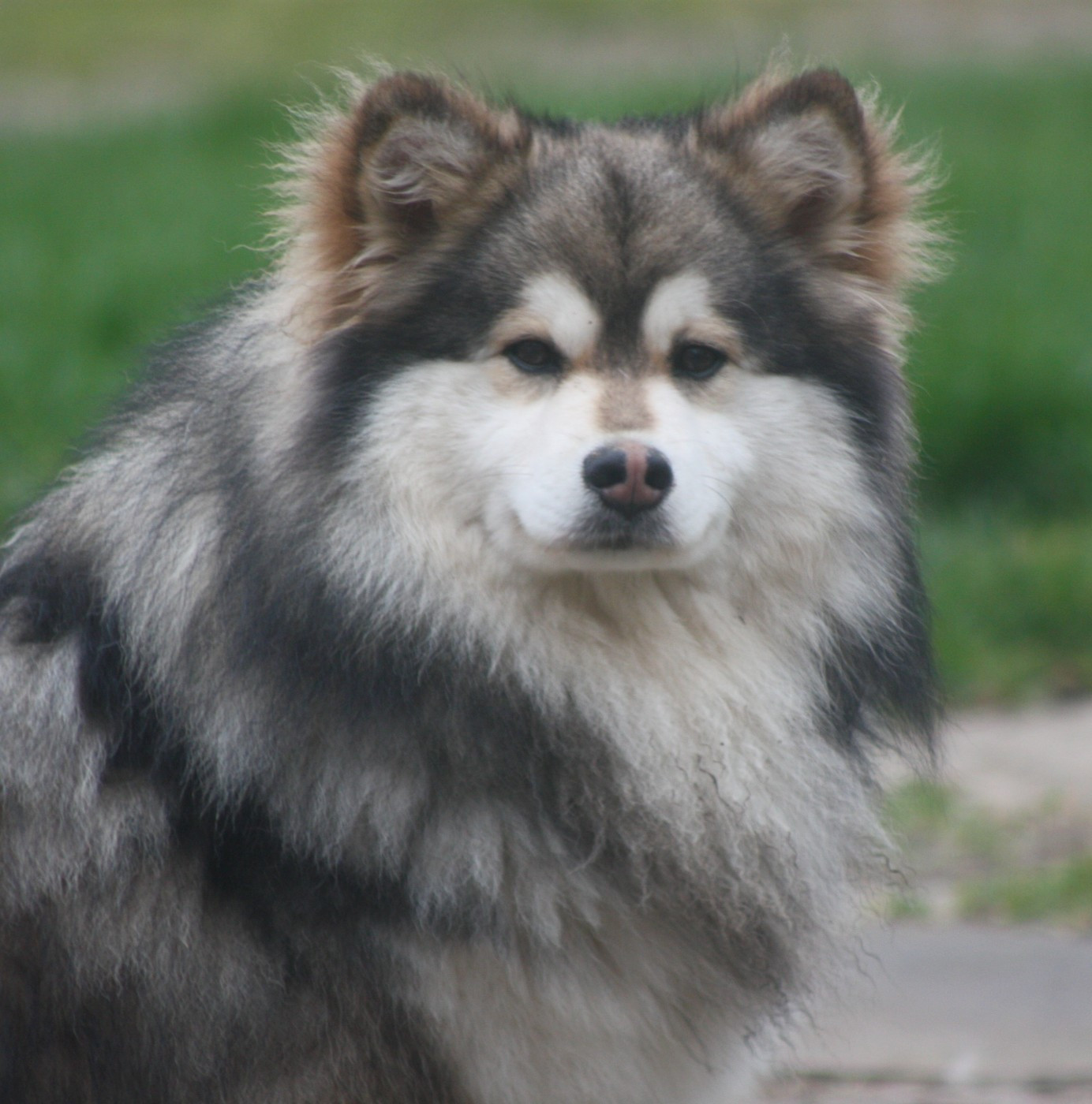 Publication : du Domaine D'Arinella Bianca Auteur : Laurence Legret