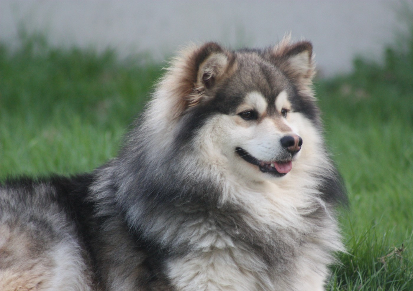 Publication : du Domaine D'Arinella Bianca Auteur : Laurence Legret