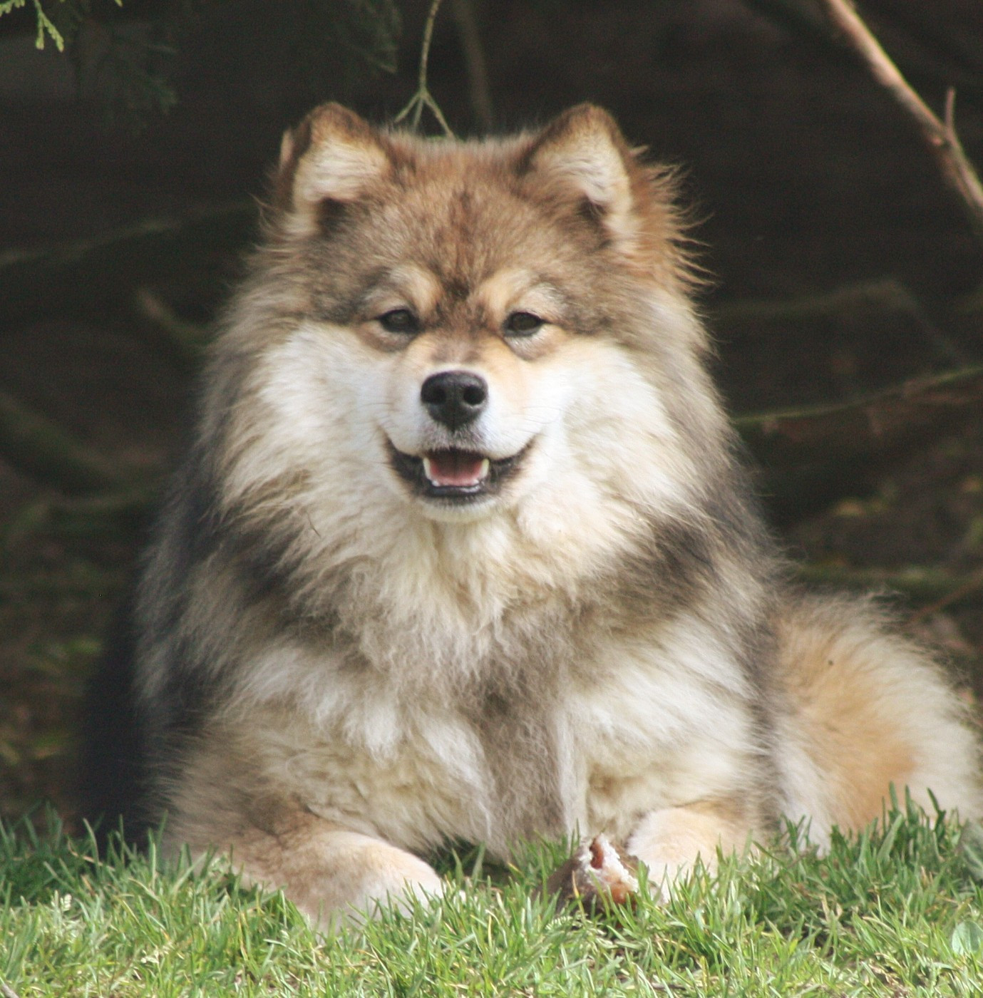 Avatar na'vi du Domaine D'Arinella Bianca