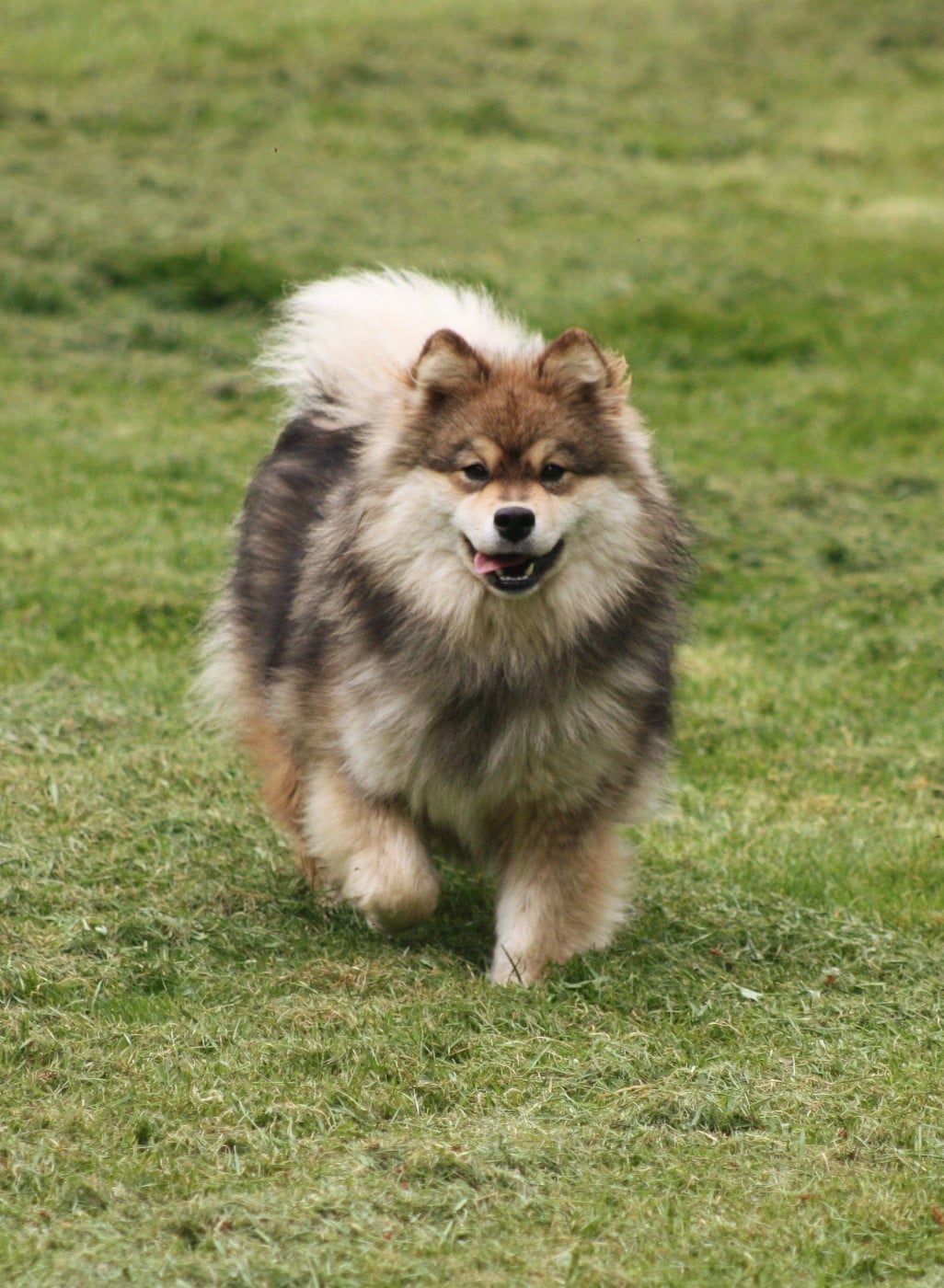 Avatar na'vi du Domaine D'Arinella Bianca