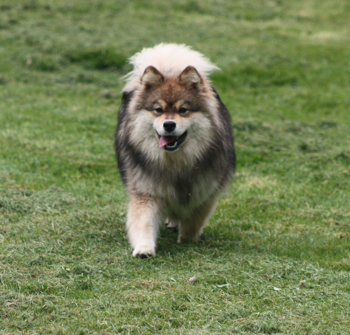 Avatar na'vi du Domaine D'Arinella Bianca