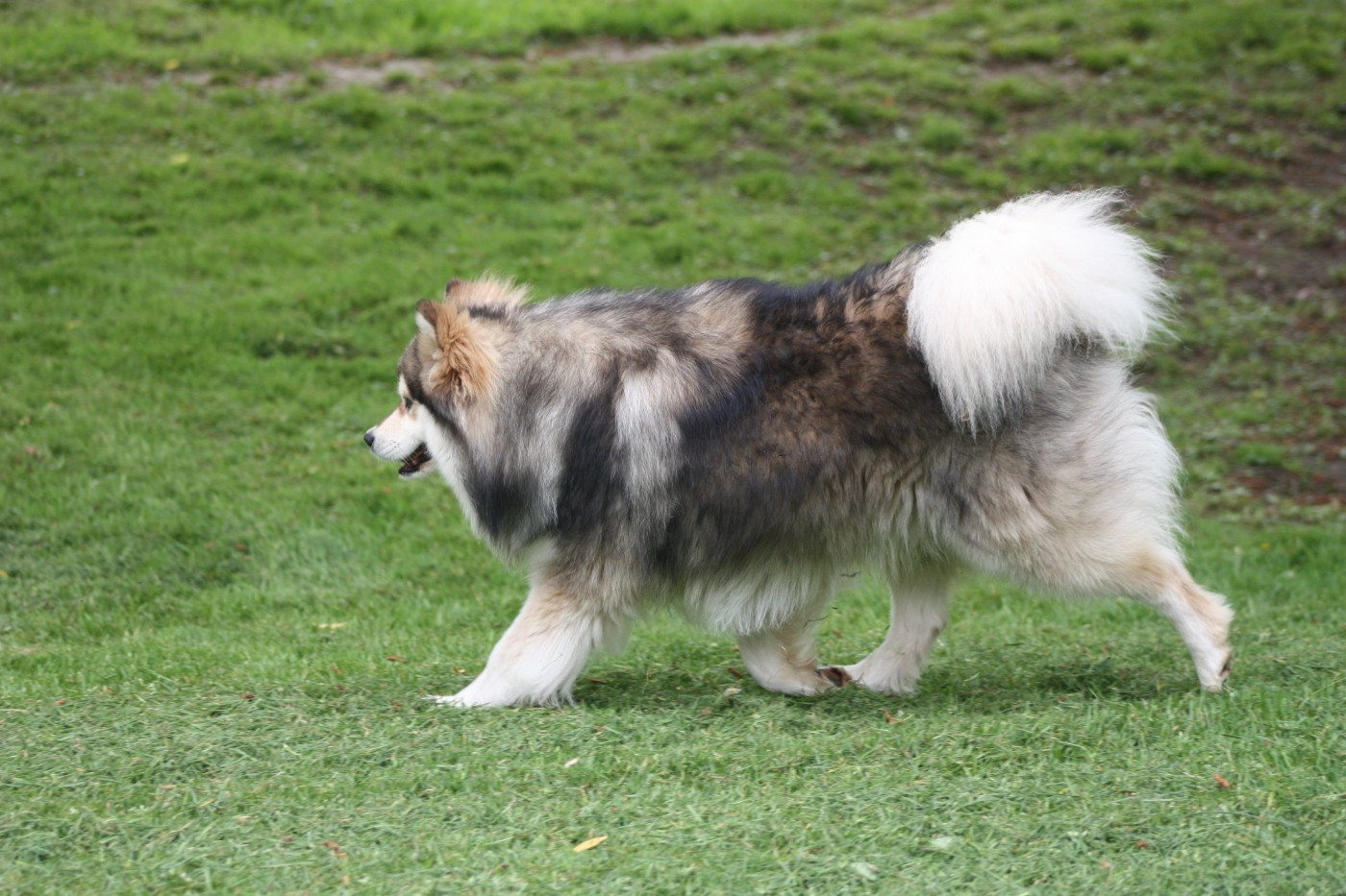 World Wildest Perfect Phoenix