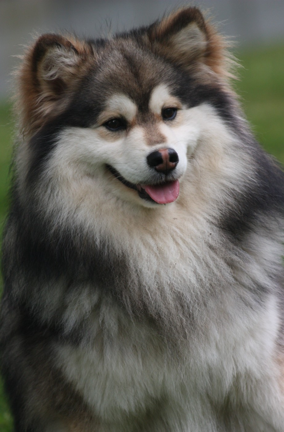 World Wildest Perfect Phoenix