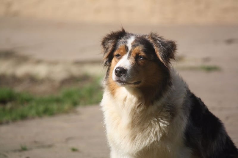 Fbi agent abby sciuto du Domaine D'Arinella Bianca