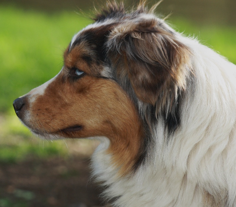 Fbi agent abby sciuto du Domaine D'Arinella Bianca