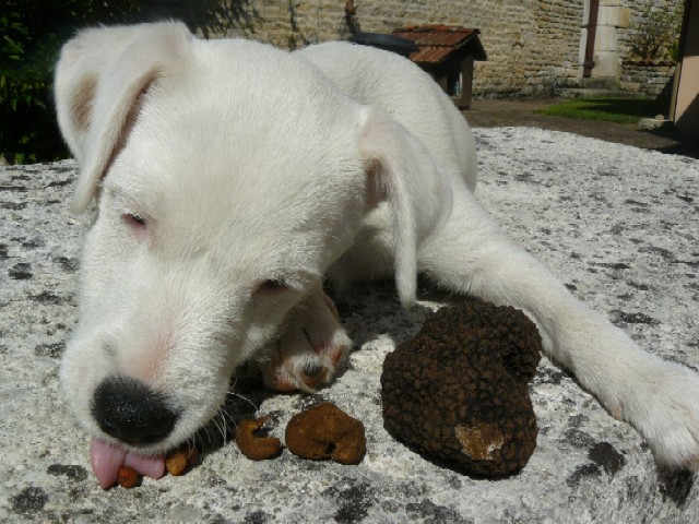 CH. Davalada De ghundaï