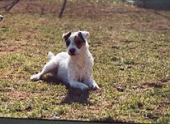 Publication : De ghundaï