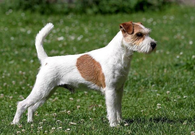 Publication : De ghundaï Auteur : Anja Peiker