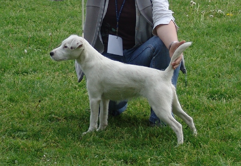 CH. Davalada De ghundaï