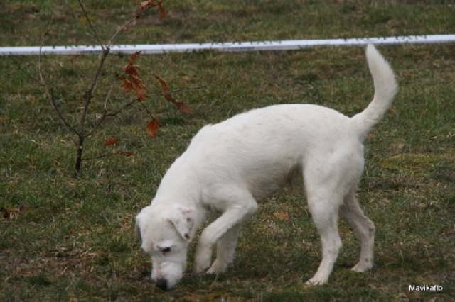 CH. Davalada De ghundaï