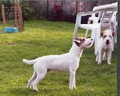 Publication : De ghundaï