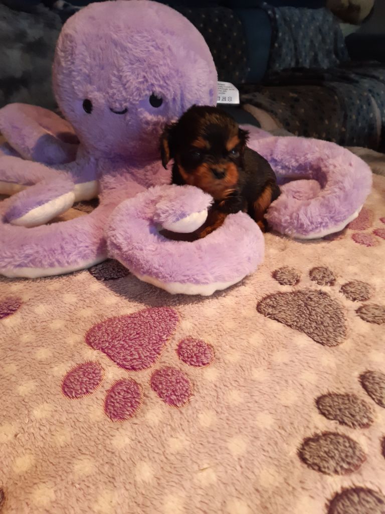 CHIOT 2 - Cavalier King Charles Spaniel