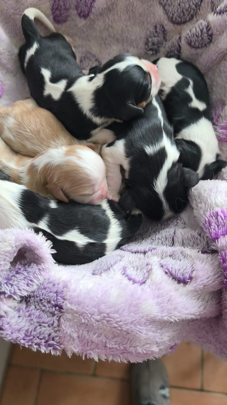 CHIOT 2 - Cavalier King Charles Spaniel